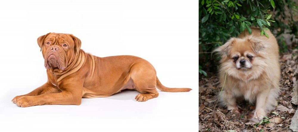 Tibetan Spaniel vs Dogue De Bordeaux - Breed Comparison