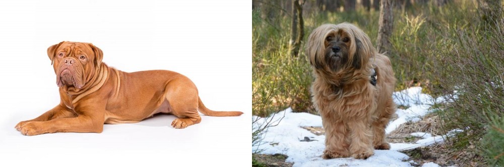 Tibetan Terrier vs Dogue De Bordeaux - Breed Comparison