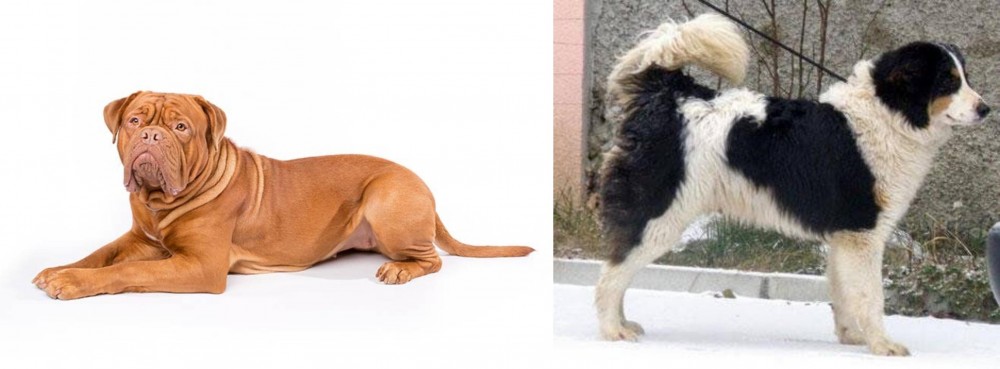 Tornjak vs Dogue De Bordeaux - Breed Comparison