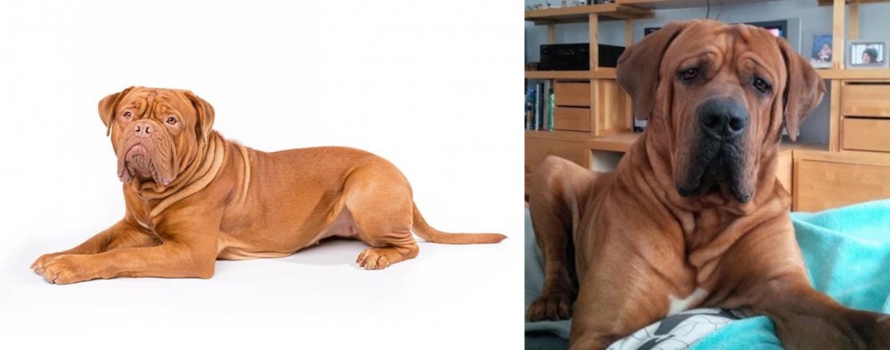 Tosa vs Dogue De Bordeaux - Breed Comparison