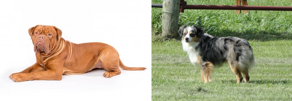 Toy Australian Shepherd vs Dogue De Bordeaux - Breed Comparison