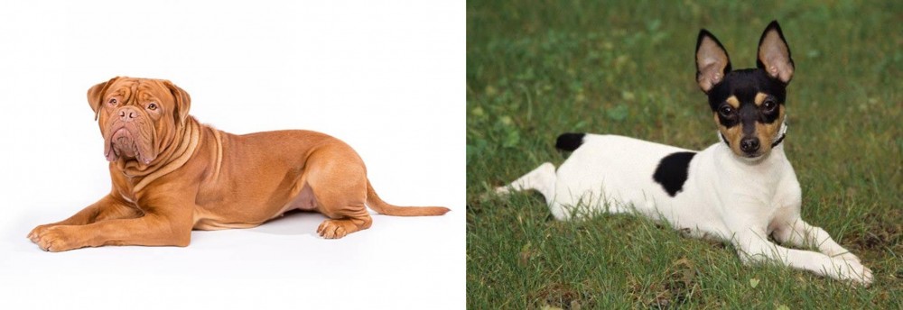 Toy Fox Terrier vs Dogue De Bordeaux - Breed Comparison