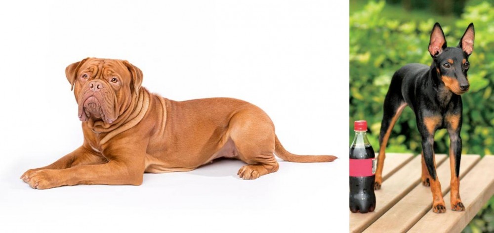 Toy Manchester Terrier vs Dogue De Bordeaux - Breed Comparison