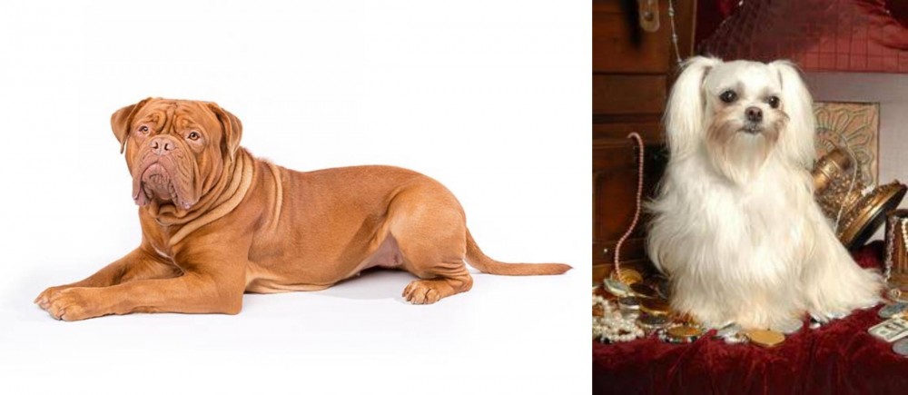 Toy Mi-Ki vs Dogue De Bordeaux - Breed Comparison
