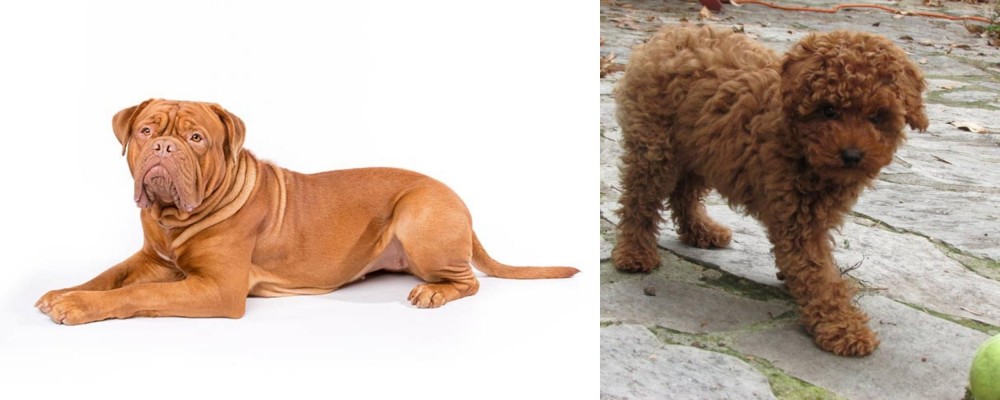 Toy Poodle vs Dogue De Bordeaux - Breed Comparison