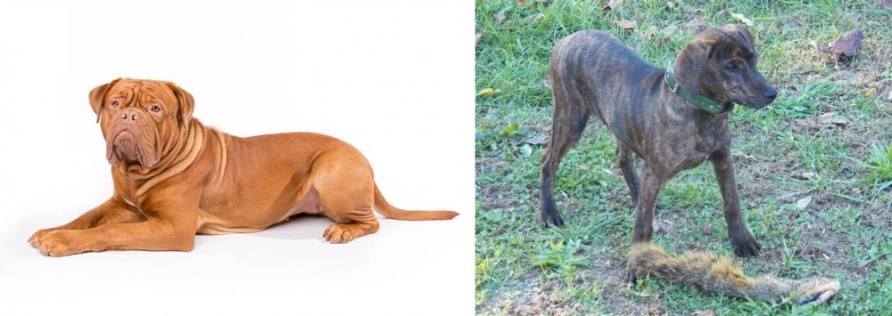 Treeing Cur vs Dogue De Bordeaux - Breed Comparison