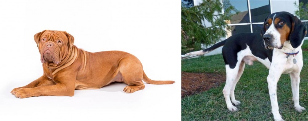 Treeing Walker Coonhound vs Dogue De Bordeaux - Breed Comparison