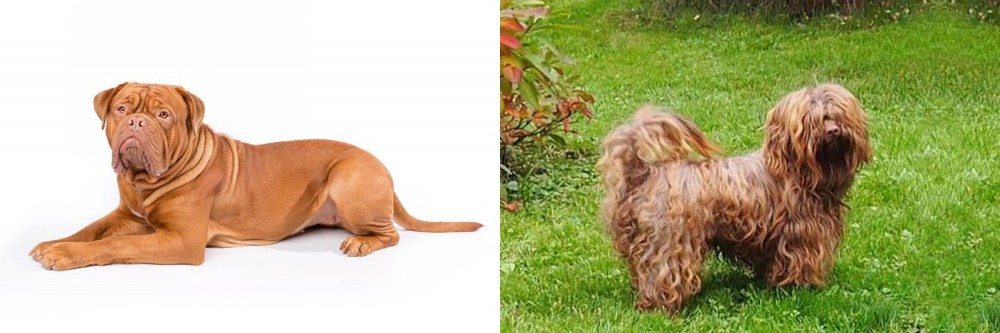 Tsvetnaya Bolonka vs Dogue De Bordeaux - Breed Comparison