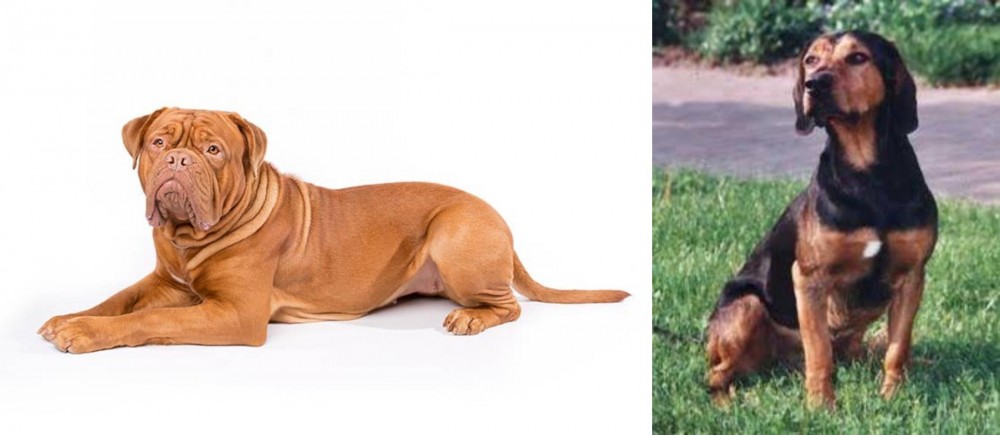 Tyrolean Hound vs Dogue De Bordeaux - Breed Comparison