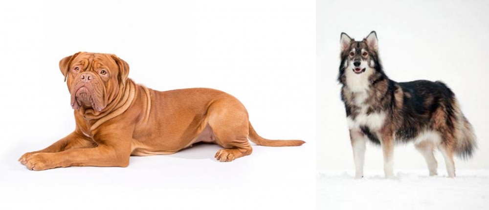 Utonagan vs Dogue De Bordeaux - Breed Comparison