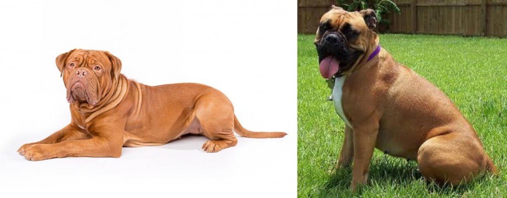 Valley Bulldog vs Dogue De Bordeaux - Breed Comparison