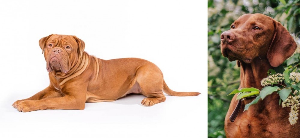 Vizsla vs Dogue De Bordeaux - Breed Comparison