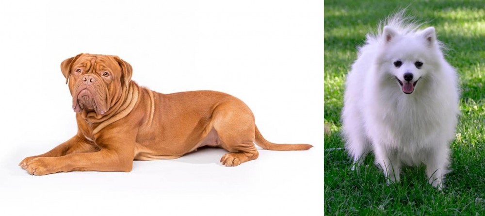Volpino Italiano vs Dogue De Bordeaux - Breed Comparison
