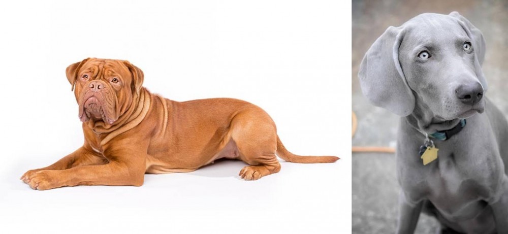 Weimaraner vs Dogue De Bordeaux - Breed Comparison
