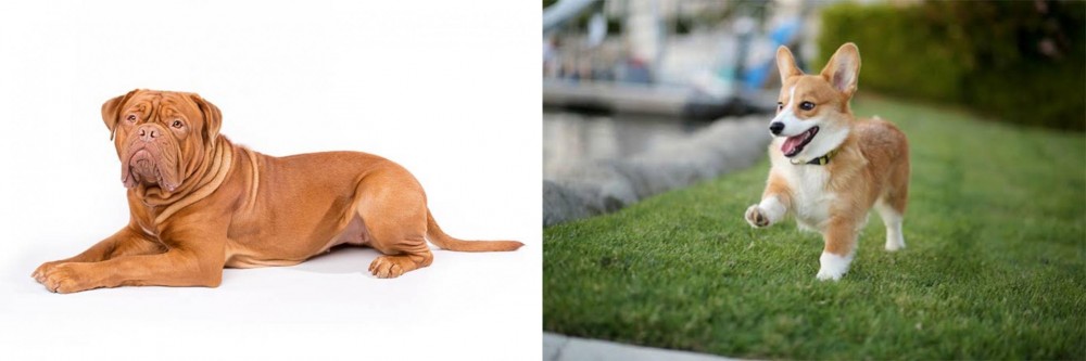 Welsh Corgi vs Dogue De Bordeaux - Breed Comparison