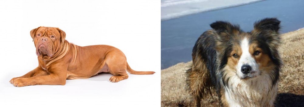 Welsh Sheepdog vs Dogue De Bordeaux - Breed Comparison