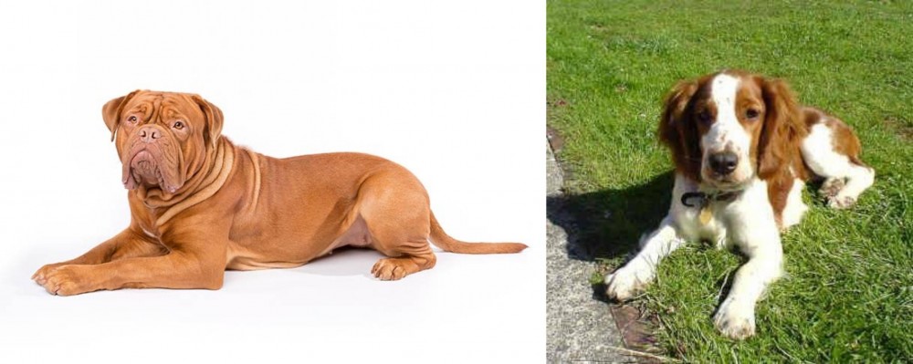 Welsh Springer Spaniel vs Dogue De Bordeaux - Breed Comparison