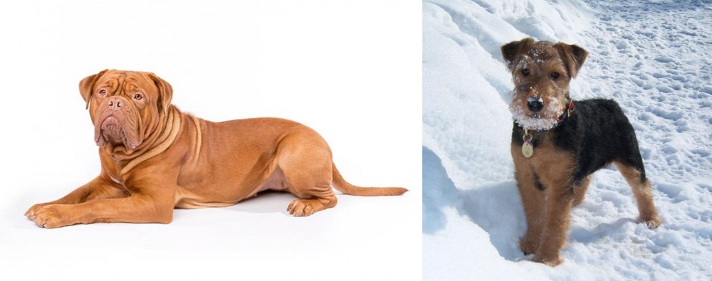 Welsh Terrier vs Dogue De Bordeaux - Breed Comparison