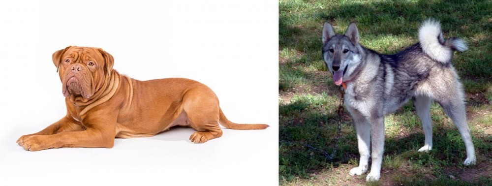 West Siberian Laika vs Dogue De Bordeaux - Breed Comparison