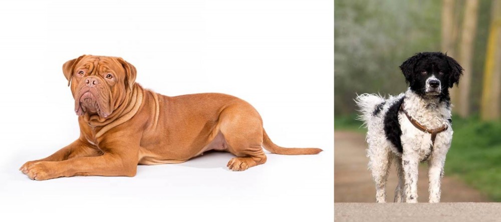 Wetterhoun vs Dogue De Bordeaux - Breed Comparison
