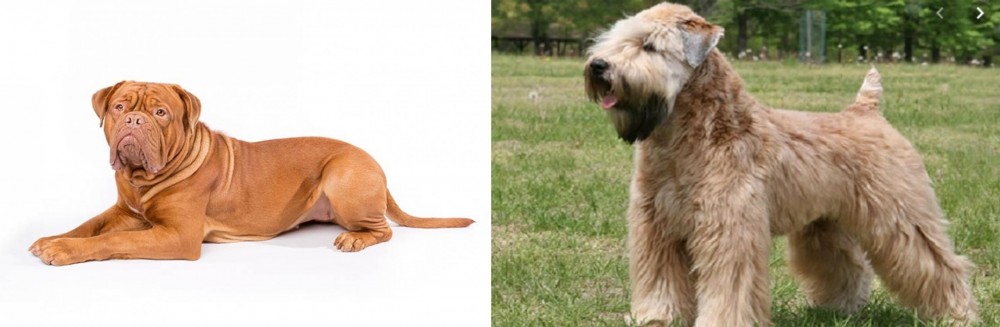 Wheaten Terrier vs Dogue De Bordeaux - Breed Comparison