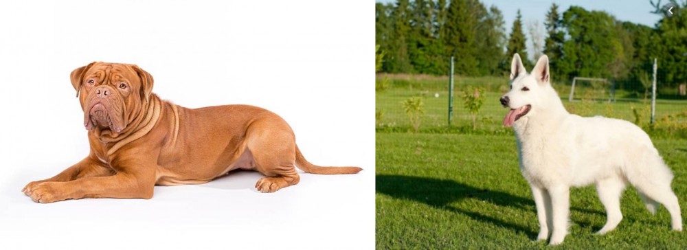White Shepherd vs Dogue De Bordeaux - Breed Comparison