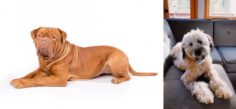 Whoodles vs Dogue De Bordeaux - Breed Comparison