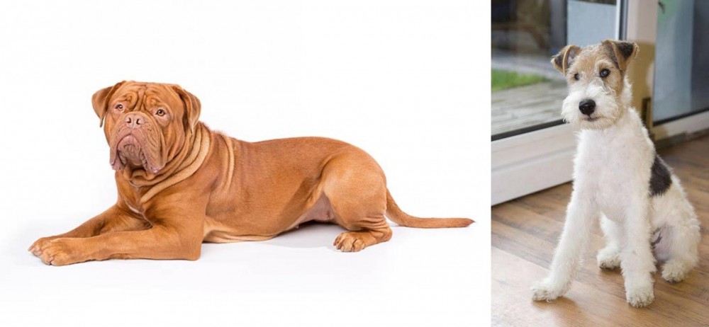 Wire Fox Terrier vs Dogue De Bordeaux - Breed Comparison