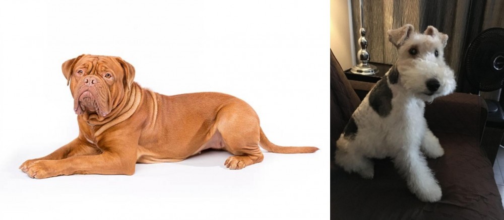 Wire Haired Fox Terrier vs Dogue De Bordeaux - Breed Comparison