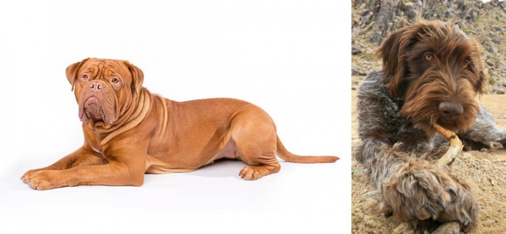 Wirehaired Pointing Griffon vs Dogue De Bordeaux - Breed Comparison