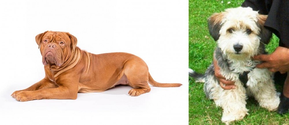 Yo-Chon vs Dogue De Bordeaux - Breed Comparison