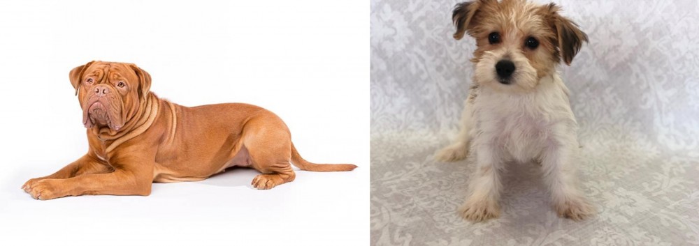 Yochon vs Dogue De Bordeaux - Breed Comparison