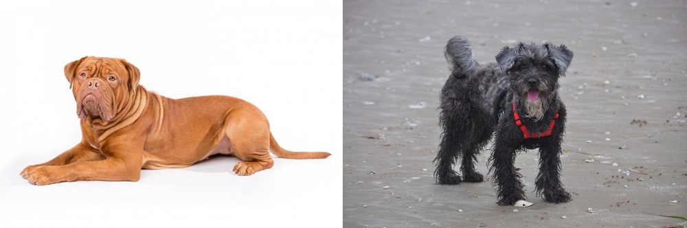 YorkiePoo vs Dogue De Bordeaux - Breed Comparison