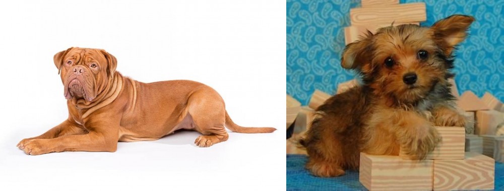 Yorkillon vs Dogue De Bordeaux - Breed Comparison