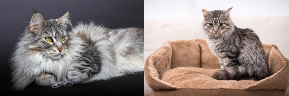 Domestic Mediumhair vs Domestic Longhaired Cat - Breed Comparison