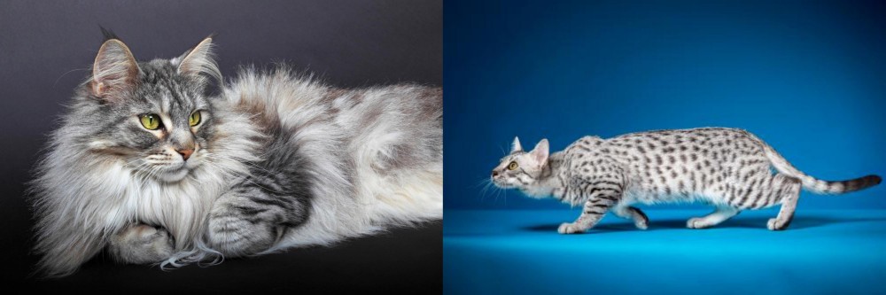 Egyptian Mau vs Domestic Longhaired Cat - Breed Comparison