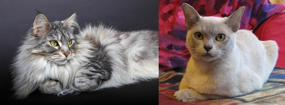 European Burmese vs Domestic Longhaired Cat - Breed Comparison