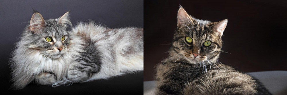 European Shorthair vs Domestic Longhaired Cat - Breed Comparison