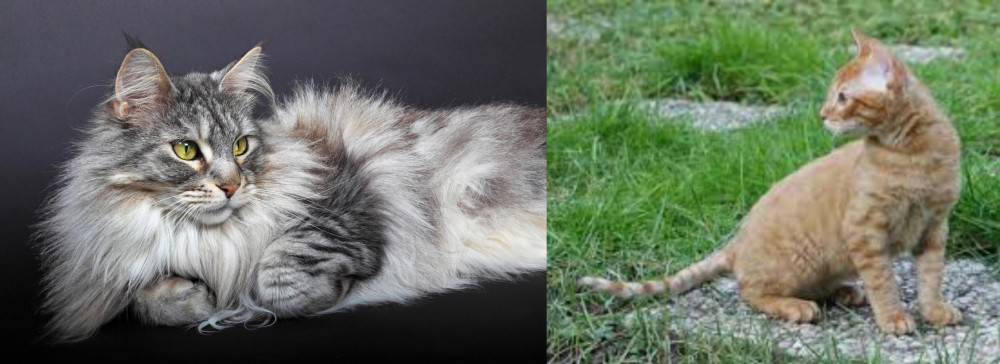 German Rex vs Domestic Longhaired Cat - Breed Comparison