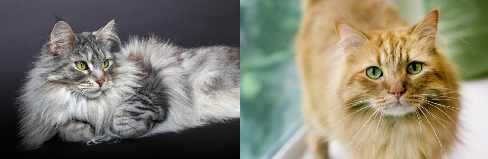 Ginger Tabby vs Domestic Longhaired Cat - Breed Comparison