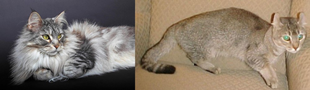 Jaguarundi Curl vs Domestic Longhaired Cat - Breed Comparison