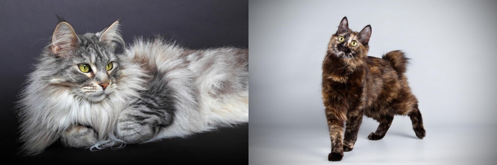 Japanese Bobtail vs Domestic Longhaired Cat - Breed Comparison