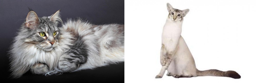 Javanese vs Domestic Longhaired Cat - Breed Comparison