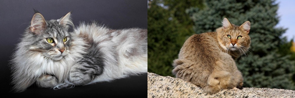 Jungle-Bob vs Domestic Longhaired Cat - Breed Comparison