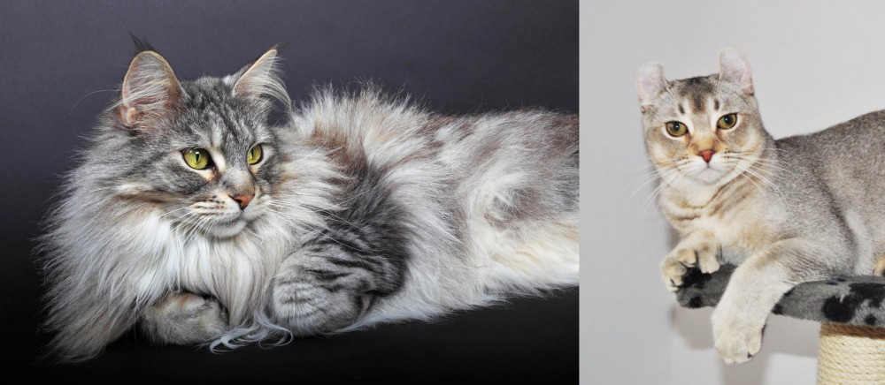 Jungle-Curl vs Domestic Longhaired Cat - Breed Comparison