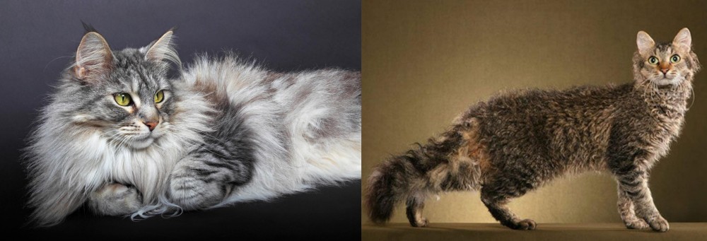 LaPerm vs Domestic Longhaired Cat - Breed Comparison