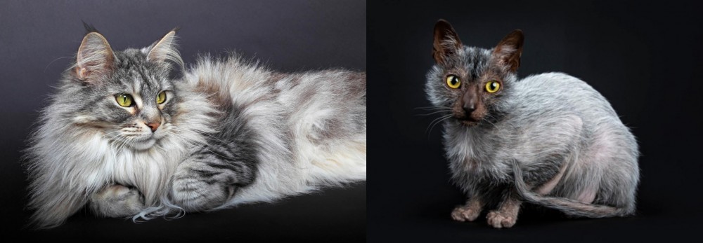 Lykoi vs Domestic Longhaired Cat - Breed Comparison
