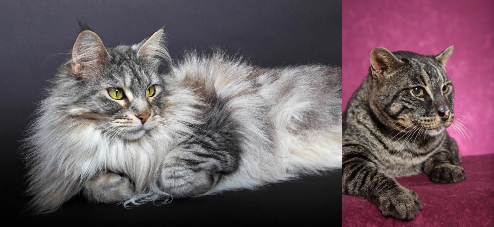 Machbagral vs Domestic Longhaired Cat - Breed Comparison