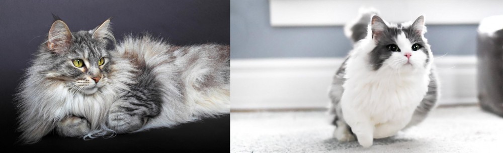 Munchkin vs Domestic Longhaired Cat - Breed Comparison