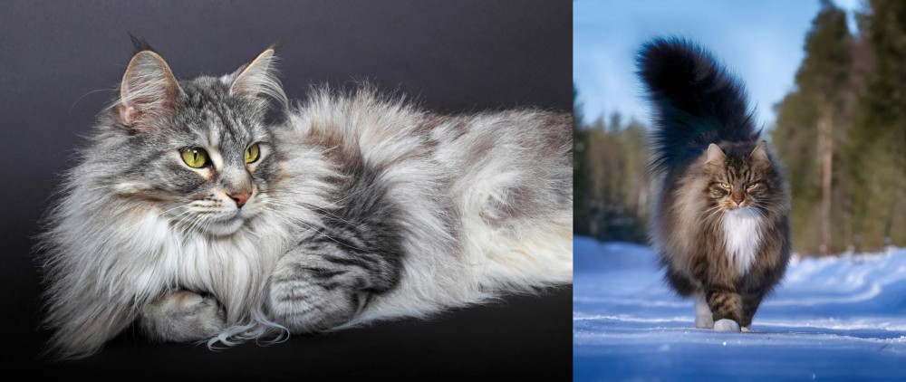 Norwegian Forest Cat vs Domestic Longhaired Cat - Breed Comparison